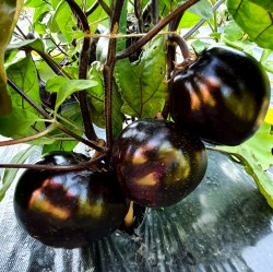 eggplant sancho pansa3